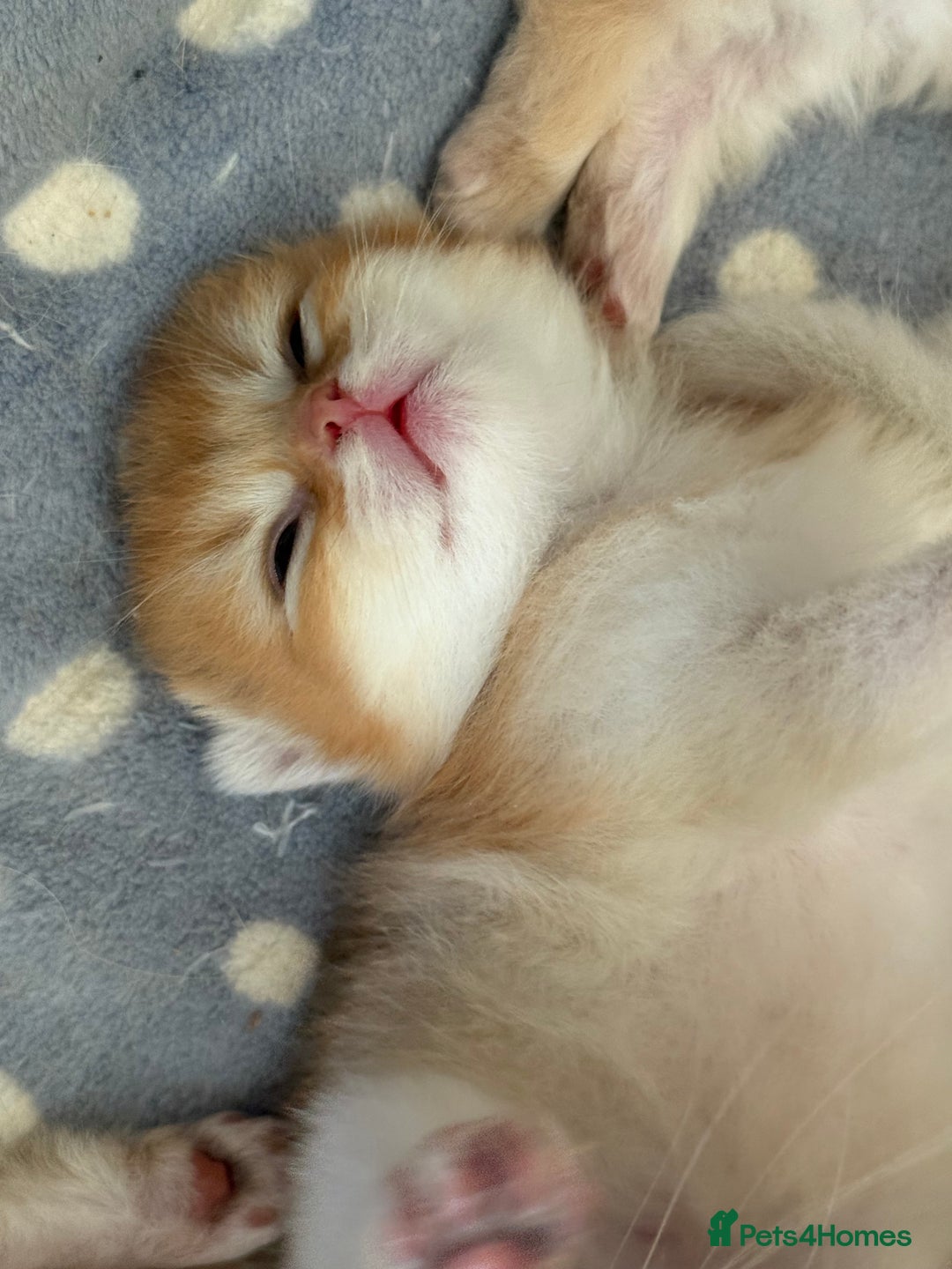British Longhair cats for sale: GCCF reg BLH Black and Chocolate Golden kittens - Image 16