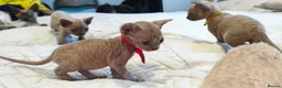 Sphynx cats for sale: Stunning Blue/Grey Sphynx Kitten ** All GONE *** - Advert 29