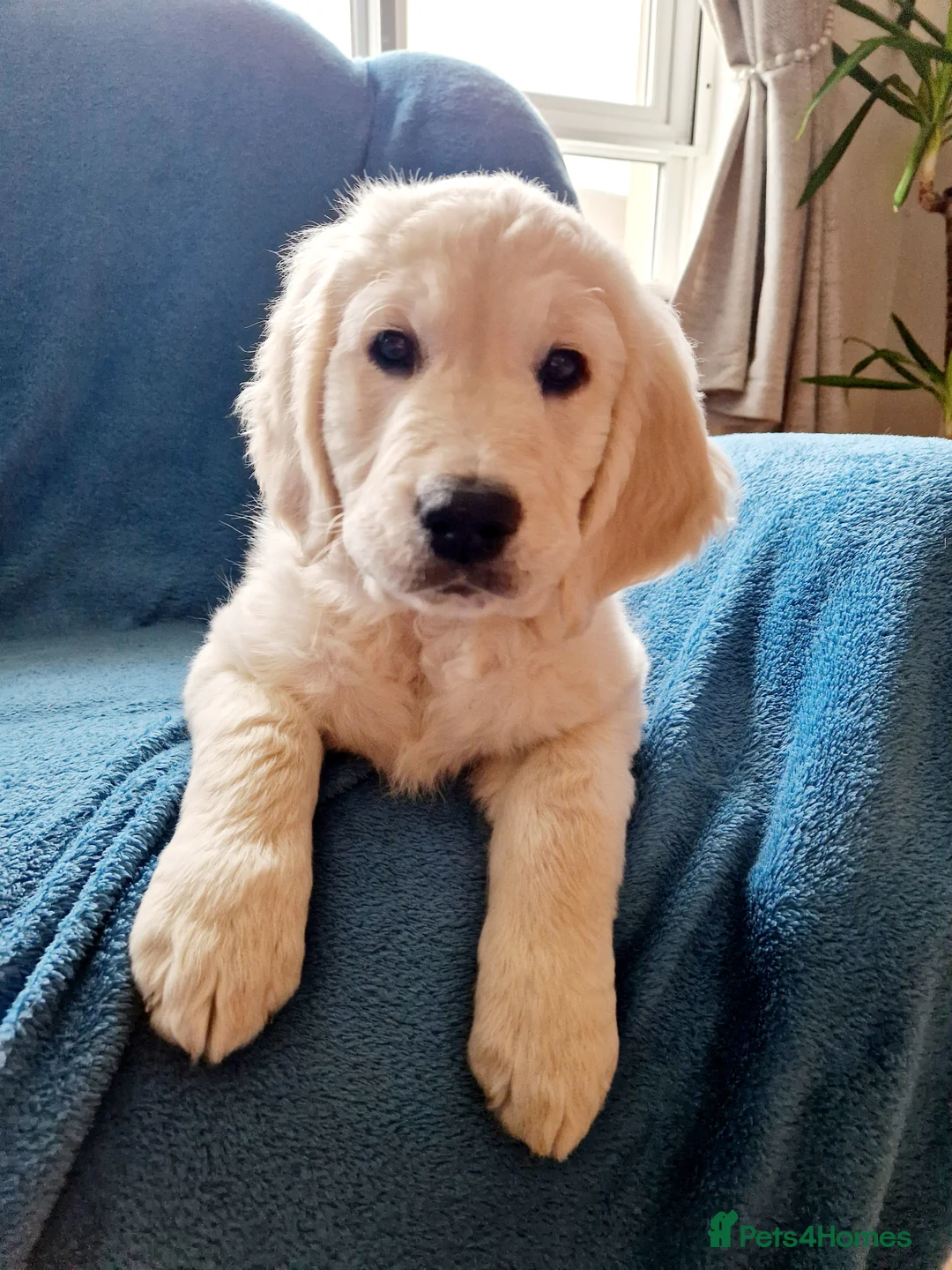 Goldendoodle dogs for sale: PEACHES 1 Year old Goldendoodle - Advert 8