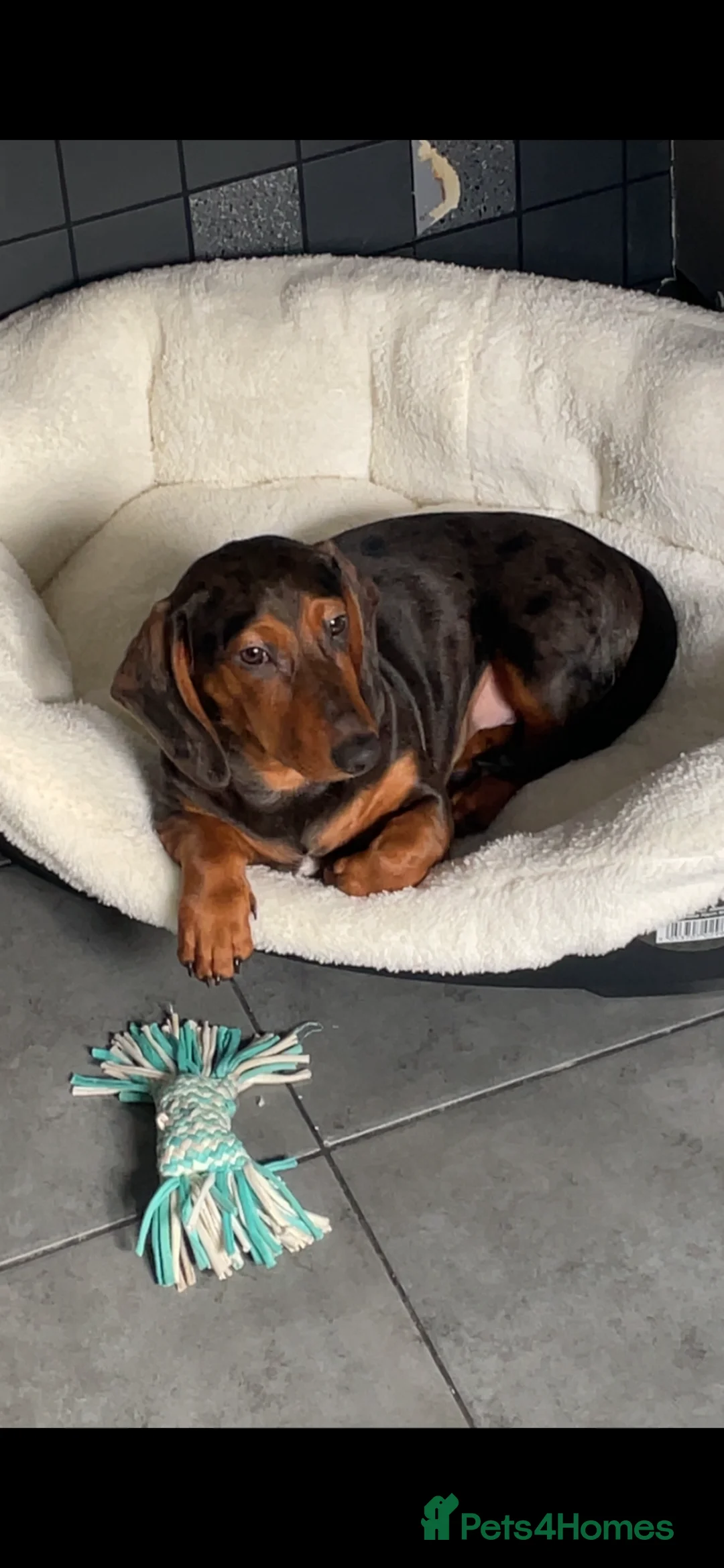 Dachshund dogs for sale: Puppy for sale  - Advert 5