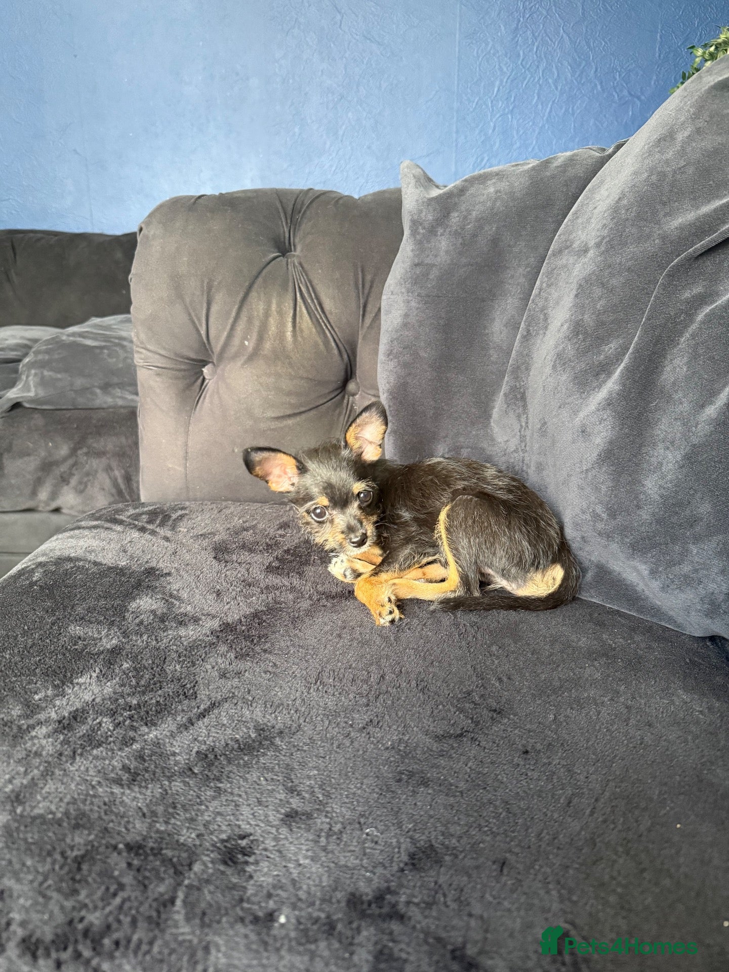 Mixed Breed dogs 💙💙❤️ CHIHUAHUA & POODLE PUPPIES  - Advert 2