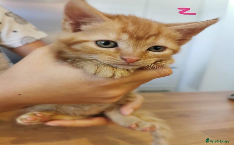 Mixed Breed cats - Advert 14