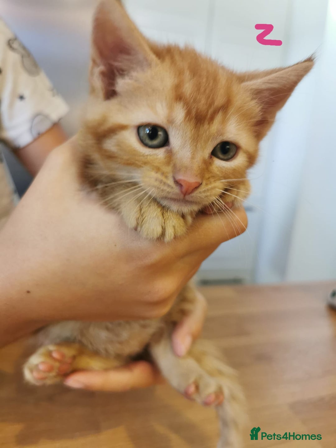 Mixed Breed cats for sale: Beautiful kittens ready now - Image 1