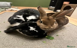 French Lop rabbits for sale: Bonded House Rabbit Pair Seeking Loving Home - Image 4