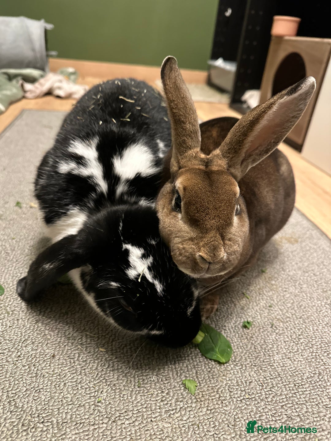 French Lop rabbits for sale: Bonded House Rabbit Pair Seeking Loving Home - Image 4
