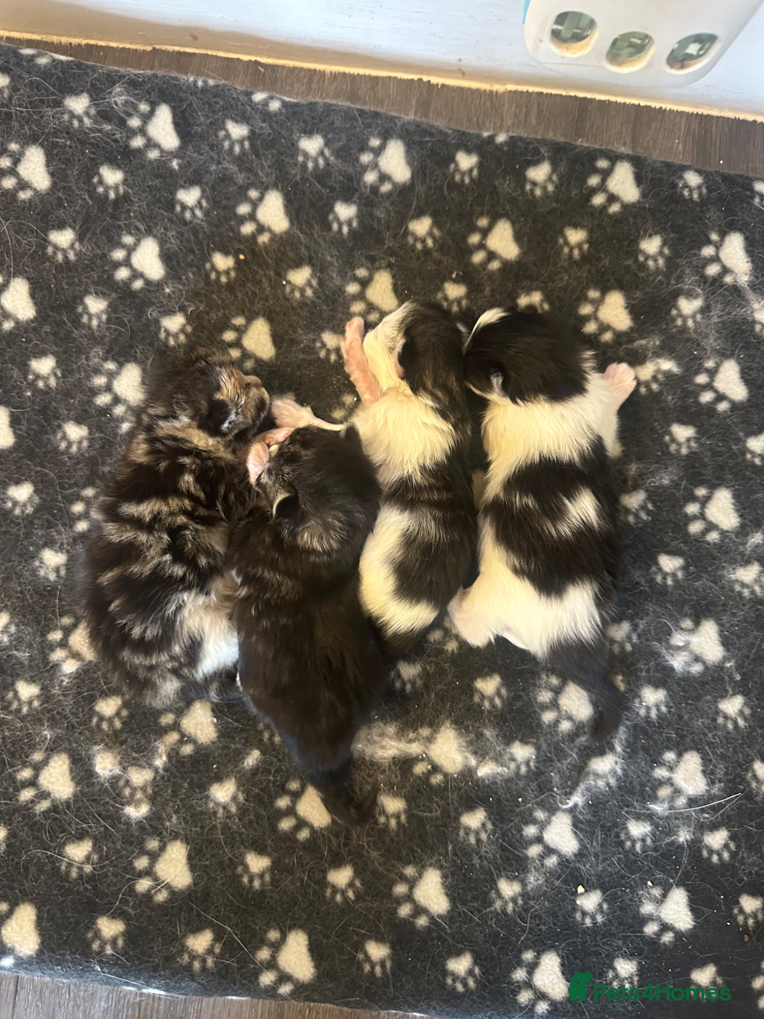 Ragdoll cats Ragdoll cross (mother is the ragdoll) kittens £350 - Advert 2