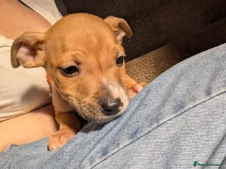 Mixed Breed dogs 7 Beautiful Staffy x English Bull Terriers - Advert 5