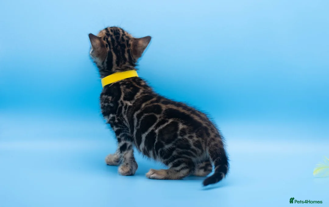 Bengal cats for sale: TICA Registered Bengal Kittens – Truly Magnificent - Advert 8