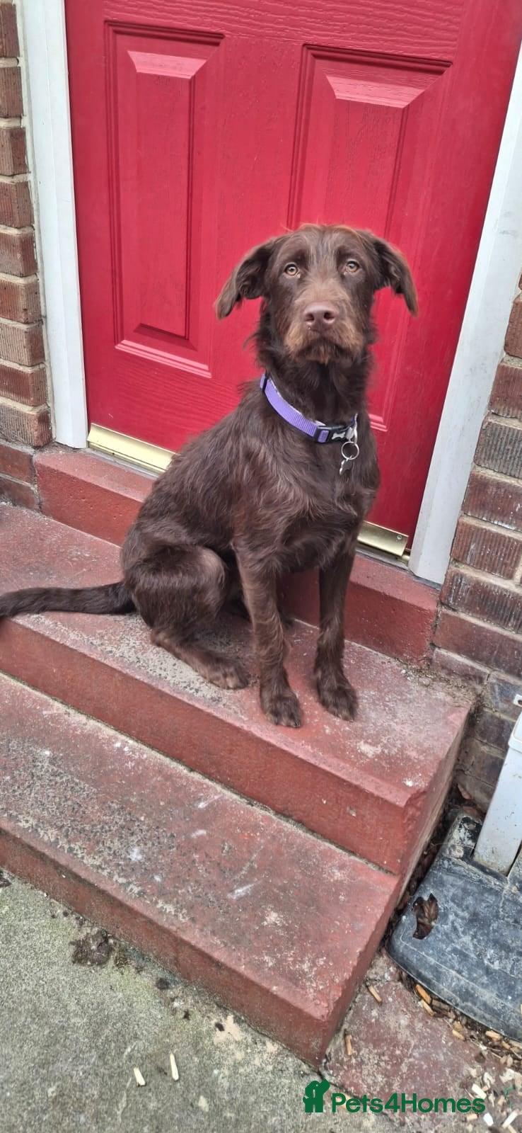 Mixed Breed dogs Cookie 1yr old mix - Advert 2