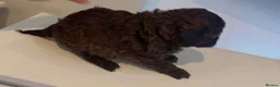 Poochon dogs for sale: Tiny Poochons for sale  - Advert 4
