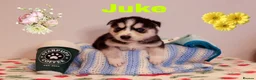 Siberian Husky dogs for sale: Pedigree husky puppies  in Clacton-on-Sea - Advert 12