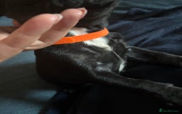 French Bulldog dogs for sale: French bulldog puppies  - Image 9