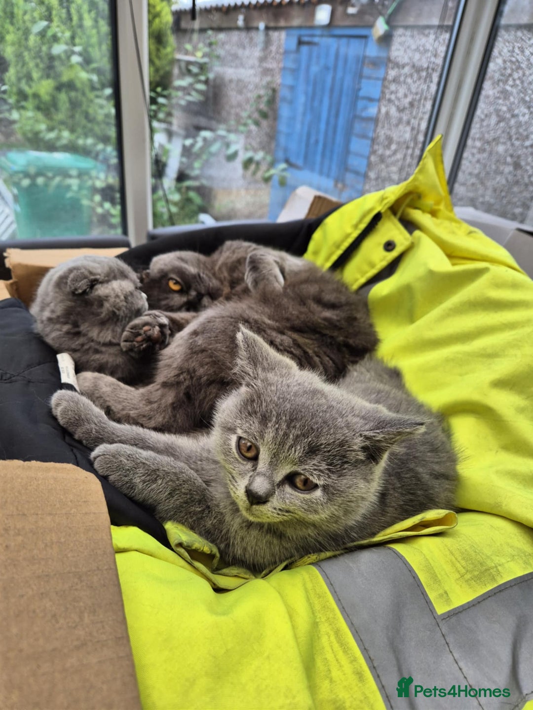 British Shorthair cats for sale: British shorthair kittens - Image 14
