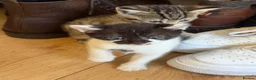 Mixed Breed cats for sale: Beautiful bengal/tabby  in Cheltenham - Advert 7