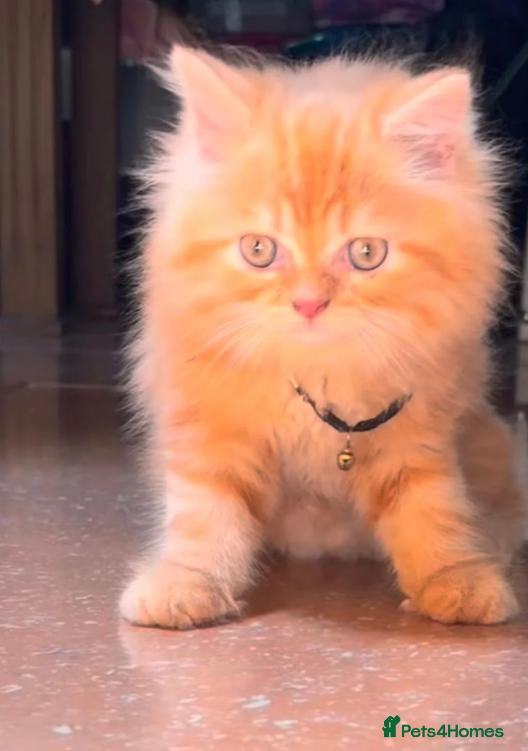Mixed Breed cats for sale: Brown kitty in Hayes - Advert 2