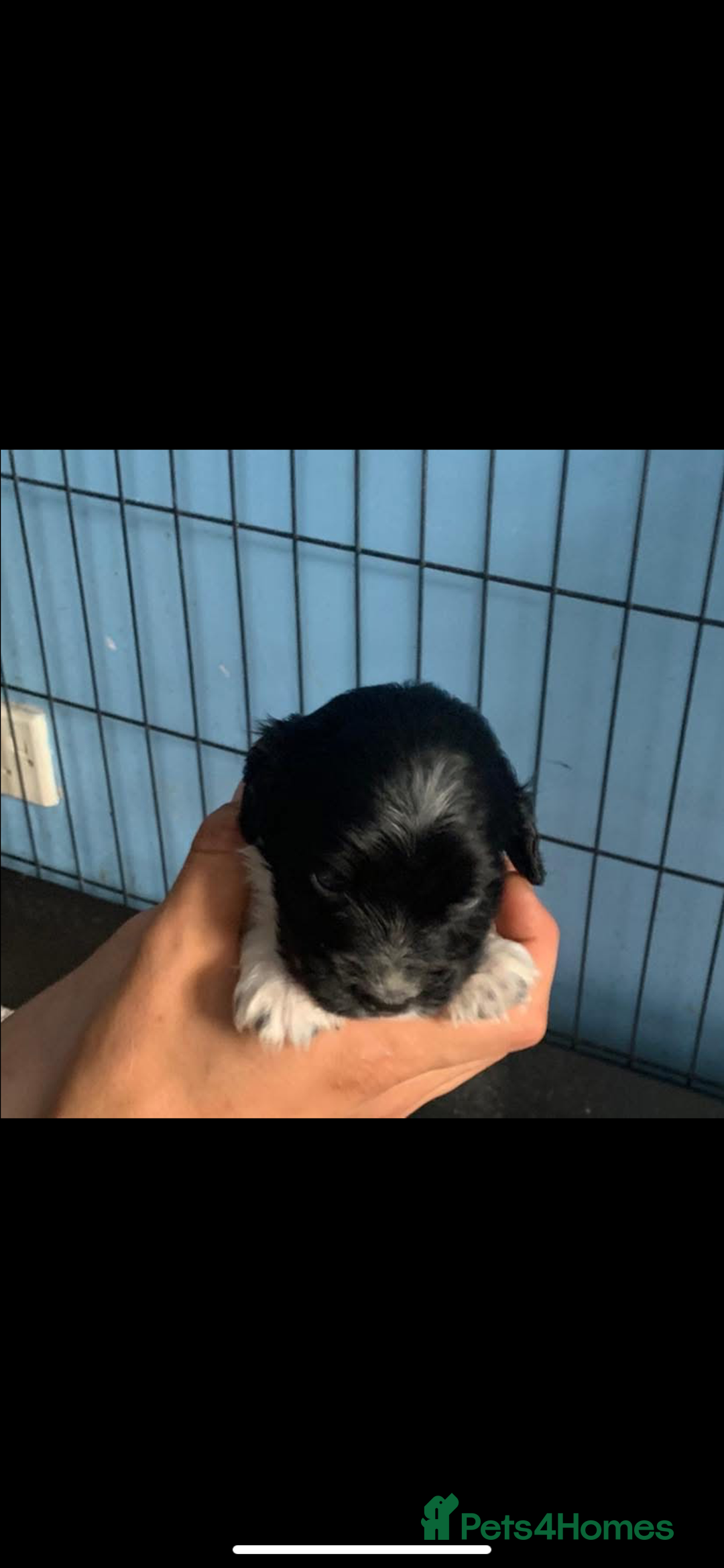 Cocker Spaniel dogs for sale: Beautiful cocker spaniels  - Image 6