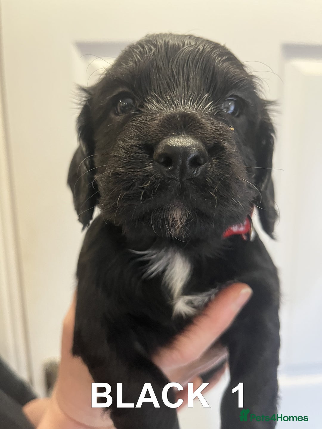 Cocker Spaniel dogs for sale: Working Cocker Spaniel Pups - Advert 5