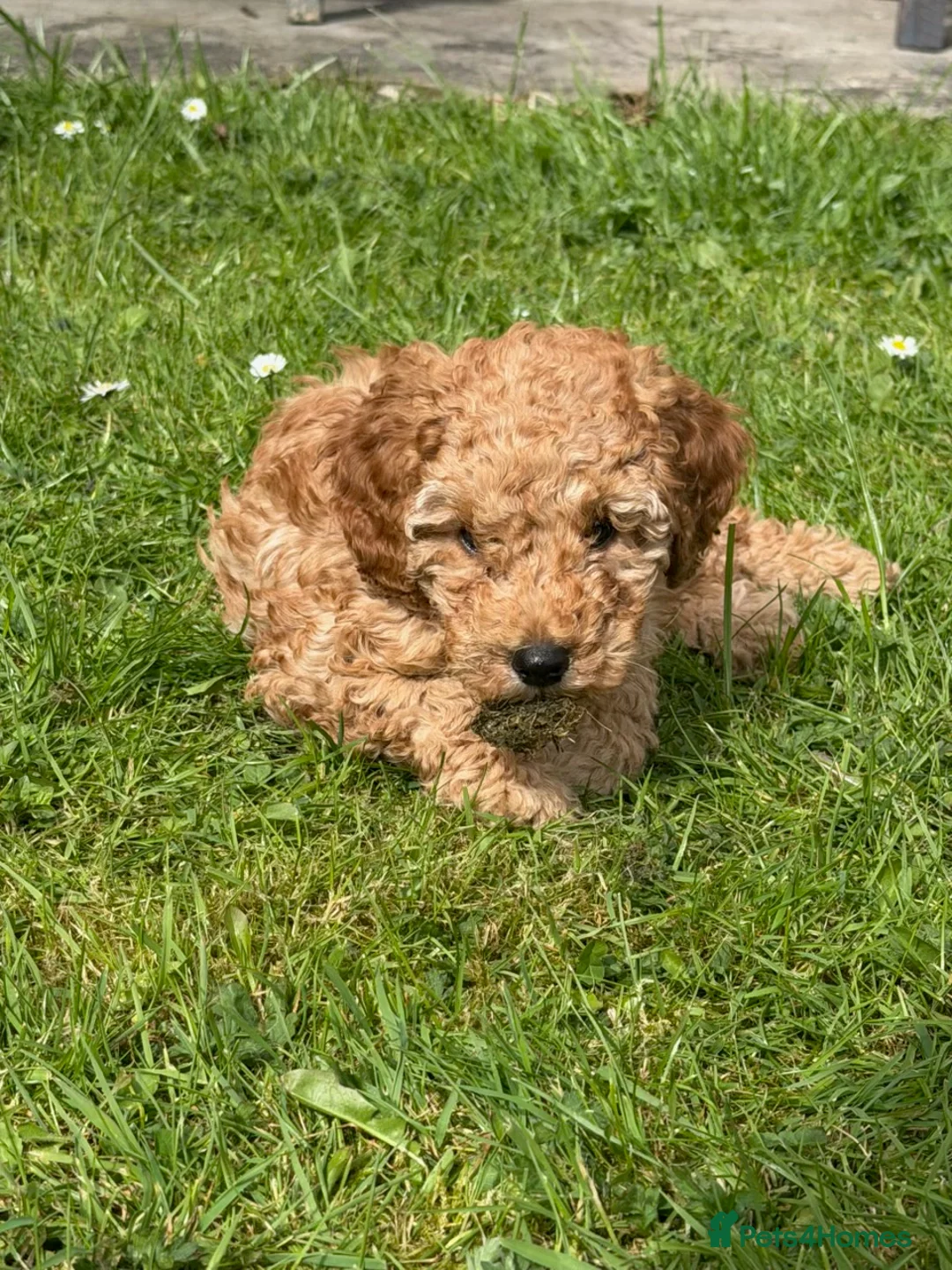 Cockapoo dogs for sale: One beautiful male F1B cockapoo puppy 🩵 - Advert 6