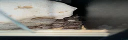 Corn Snake reptiles for sale: 2 cornsnakes looking for new homes - Advert 3