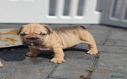 French Bulldog dogs for sale: KC reg French bulldog puppies female & male big➰  - Image 4