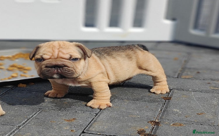 French Bulldog dogs - Advert 2