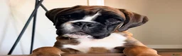 Boxer dogs for sale: Kc Beautiful Red boxer female puppy 4 months  - Advert 2