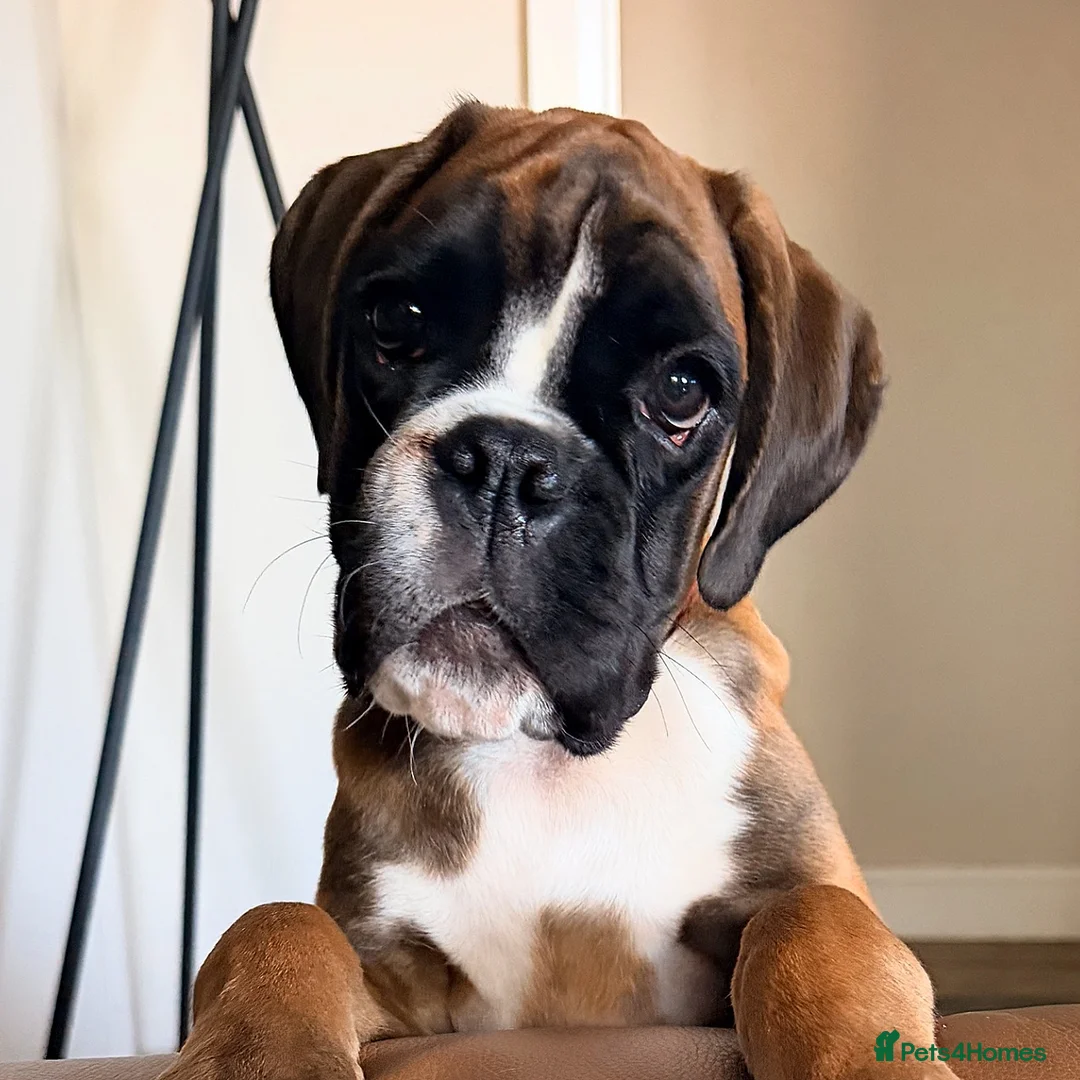 Boxer dogs for sale: Kc Beautiful Red boxer female puppy 4 months  - Advert 2