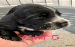 Cocker Spaniel dogs for sale: Kc show extensive health tests beautiful colours - Image 30