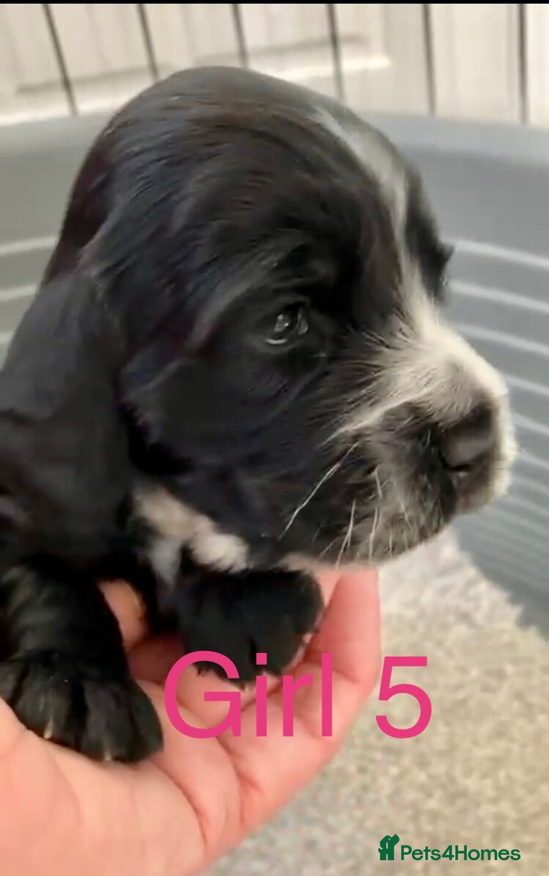 Cocker Spaniel dogs for sale: Kc show extensive health tests beautiful colours - Image 30