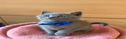 Scottish Fold cats for sale: 7 Scottish fold 😍beautiful  healthy kittens - Advert 8