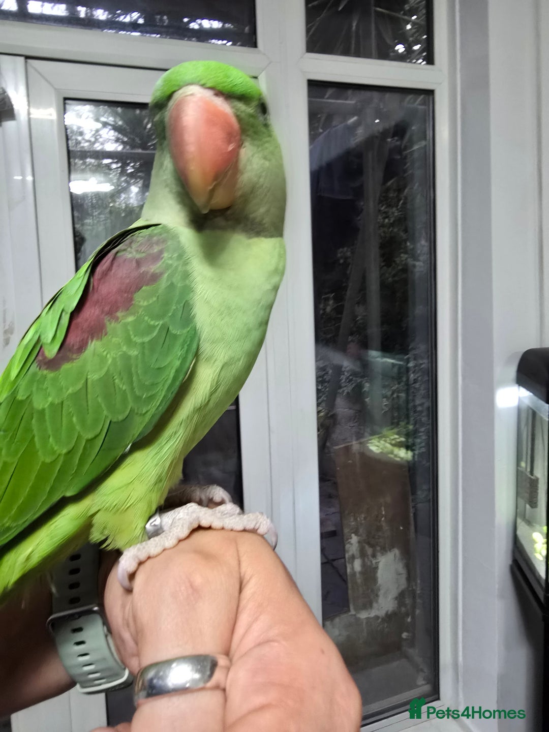 Parrots birds for sale: Alexander Hand Reared 16 weeks old - Image 6