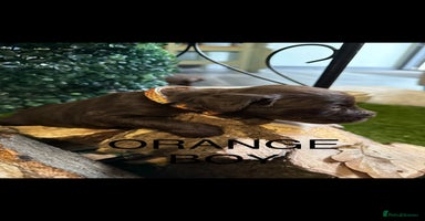 Cockapoo dogs - Advert 4