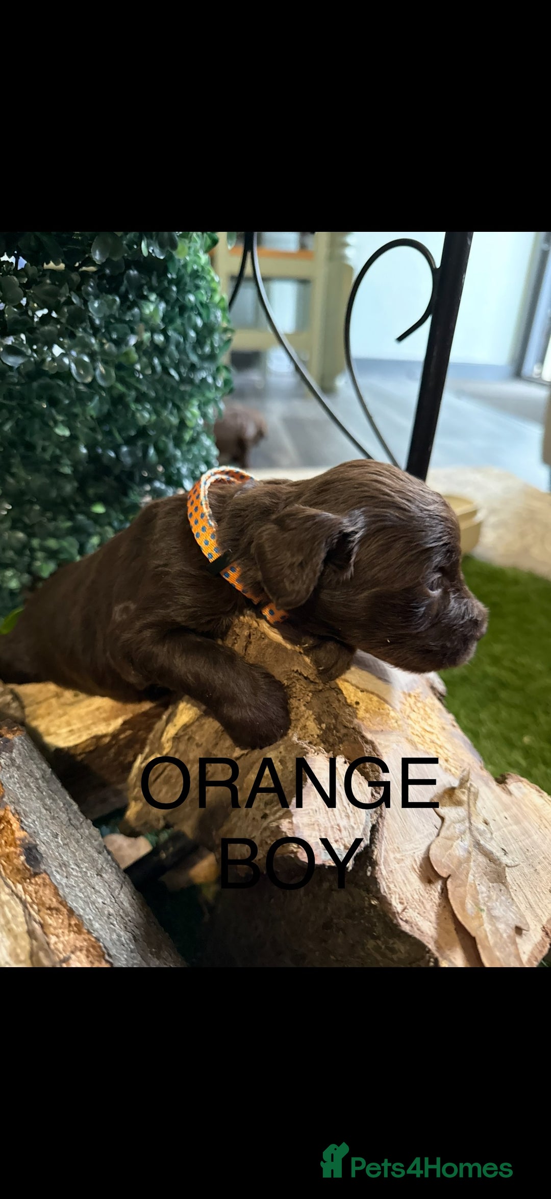 Cockapoo dogs for sale: F1 Cockapoo ( health tested parents) - Image 10