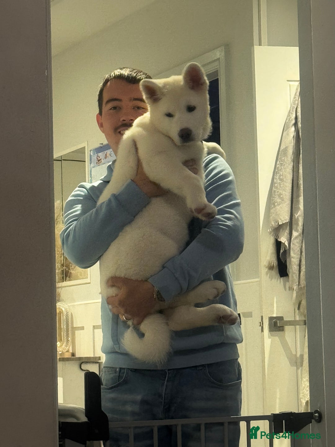 Akita dogs for sale: 2 Akita puppies 1 female 1 male  - Image 3