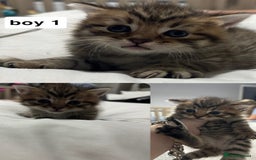 British Shorthair cats for sale: 4 boy British short haired tabby’s  - Advert 1