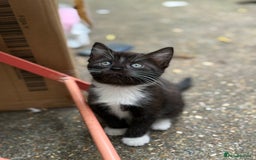 Mixed Breed cats for sale: beautiful kittens❤️ - Image 1