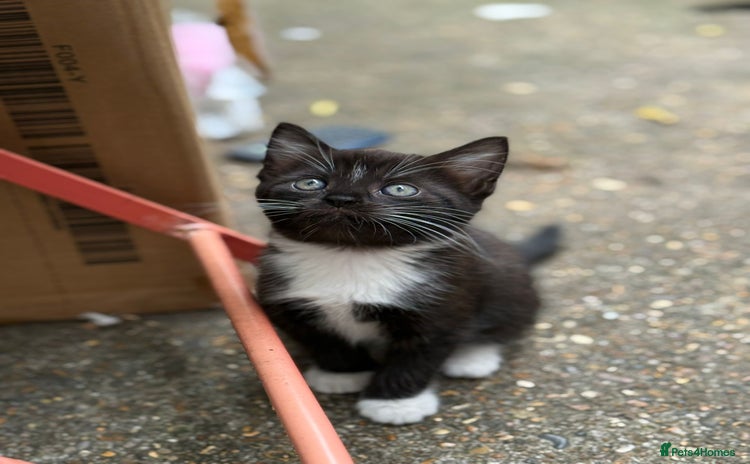 Mixed Breed cats - Advert 1