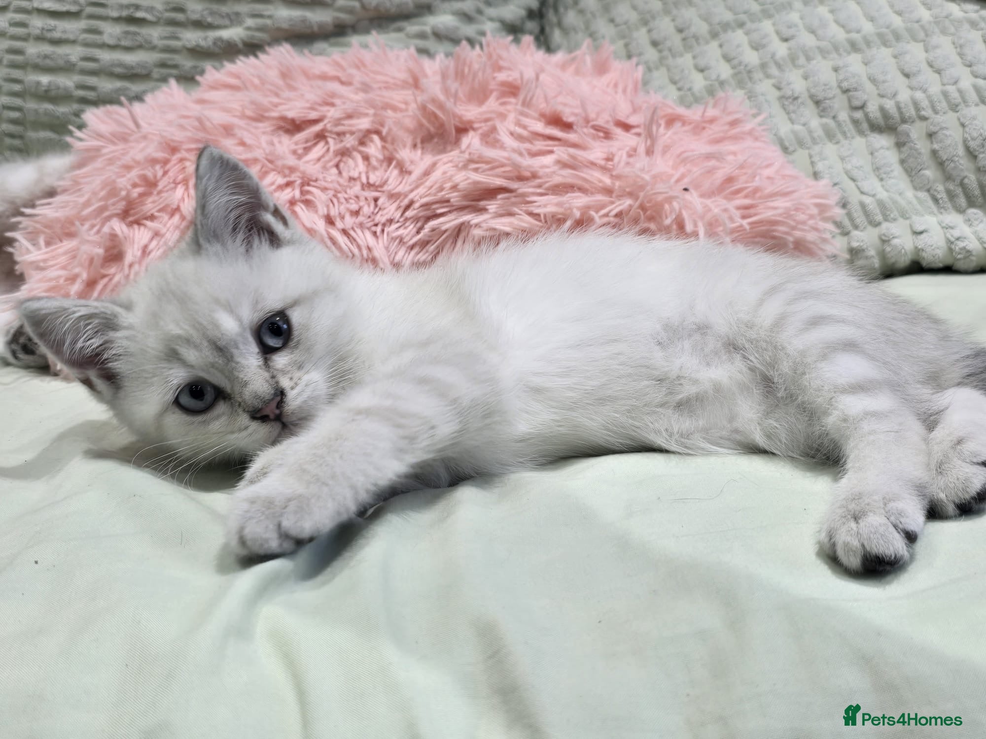 Scottish Fold cats for sale: READY SCOTTISH FOLD KITTENS (URGENT) - Advert 28