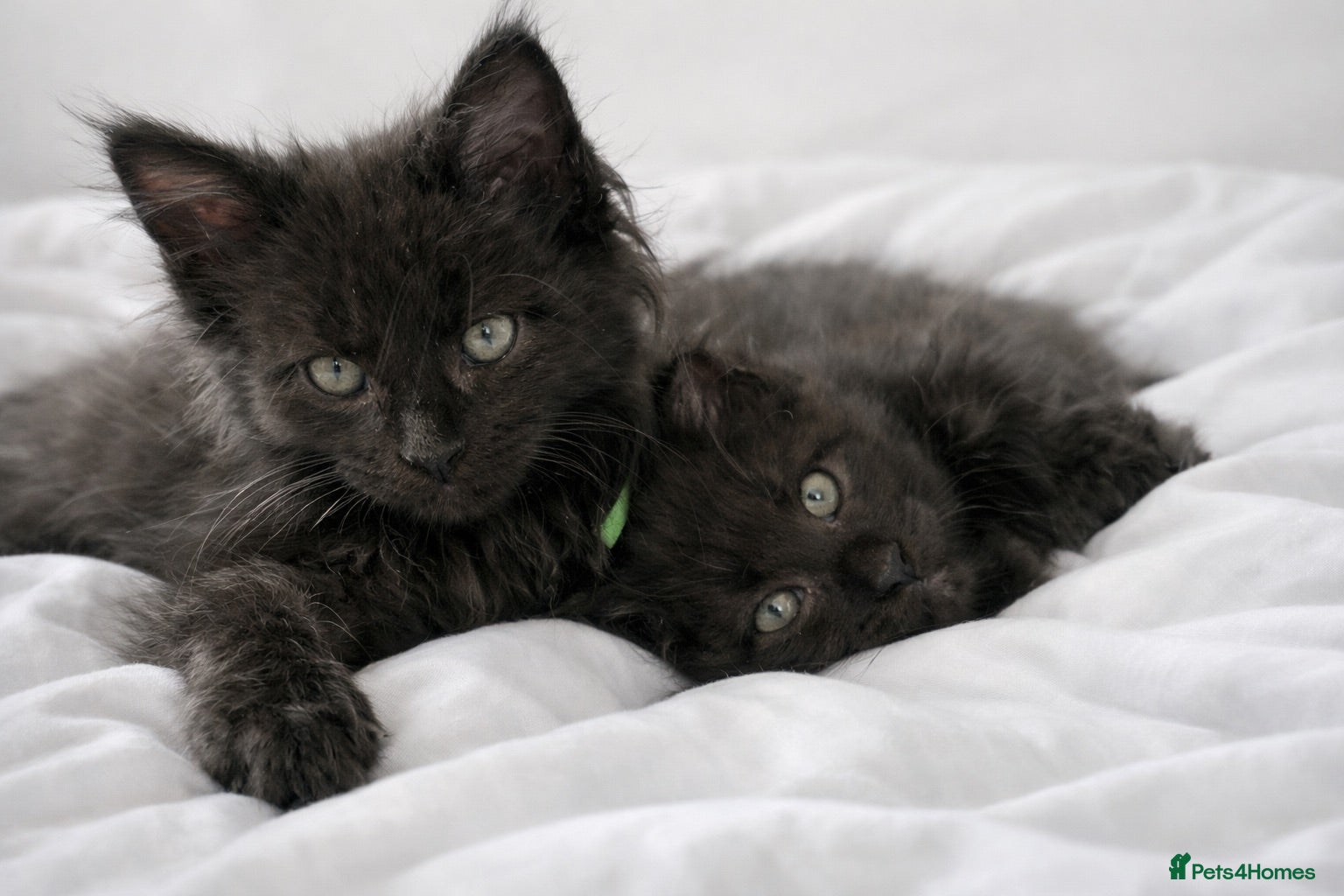 Maine Coon cats 🐾 BEAUTIFUL BLACK SMOKE MAINE COON KITTENS 🐾 - Advert 1