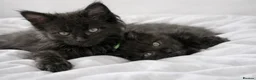 Maine Coon cats for sale: 🐾 BEAUTIFUL BLACK SMOKE MAINE COON KITTENS 🐾 - Advert 1
