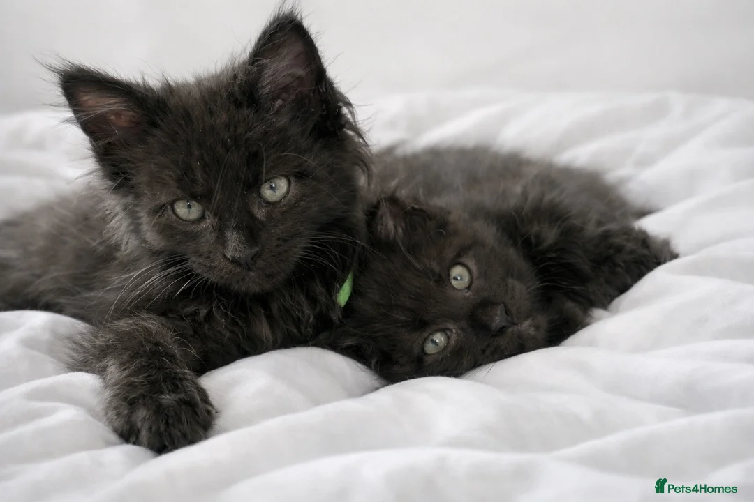 Maine Coon cats for sale: 🐾 BEAUTIFUL BLACK SMOKE MAINE COON KITTENS 🐾 - Advert 1