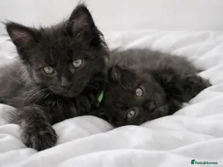 Maine Coon cats 🐾 BEAUTIFUL BLACK SMOKE MAINE COON KITTENS 🐾 - Advert 1