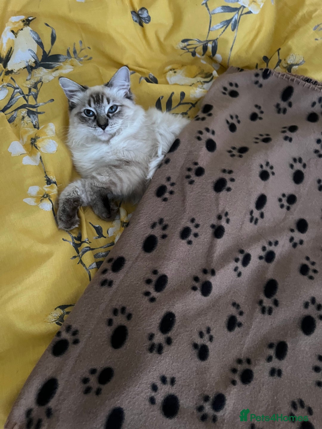 Ragdoll cats for sale: Stunning & Rare Chocolate Point Ragdoll  - Advert 13