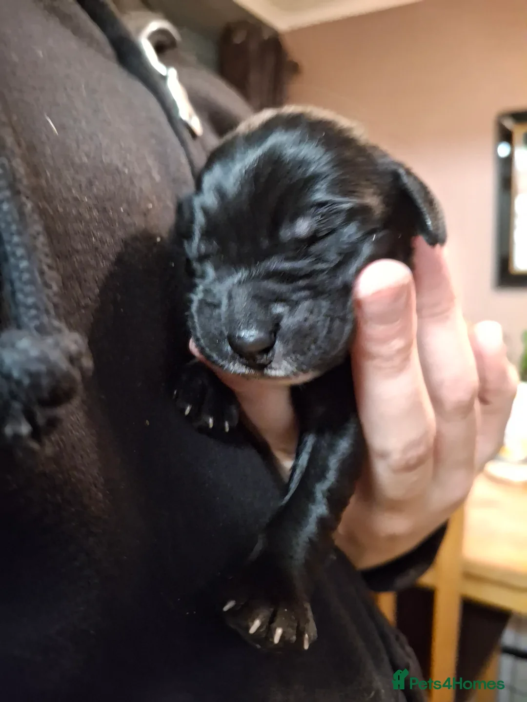 Mixed Breed dogs for sale: Lab cross springer/german shepard  in Bolton - Advert 2