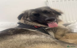 Caucasian Shepherd Dog dogs for sale: Caucasian shepard bitch for sale - Image 1