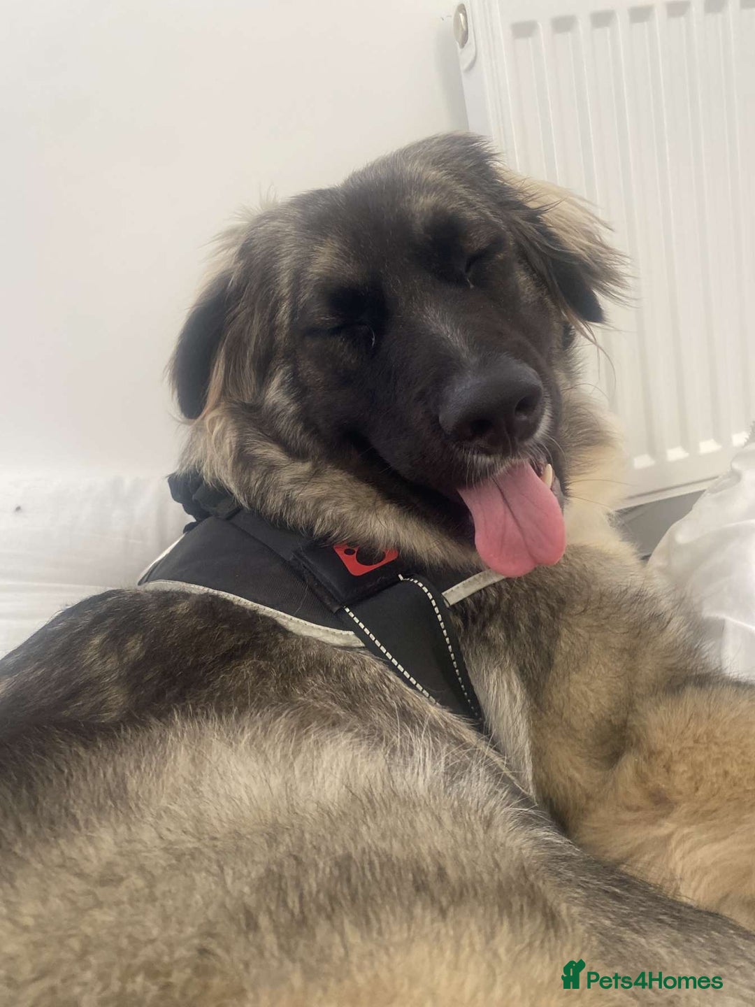 Caucasian Shepherd Dog dogs for sale: Caucasian shepard bitch for sale - Image 1