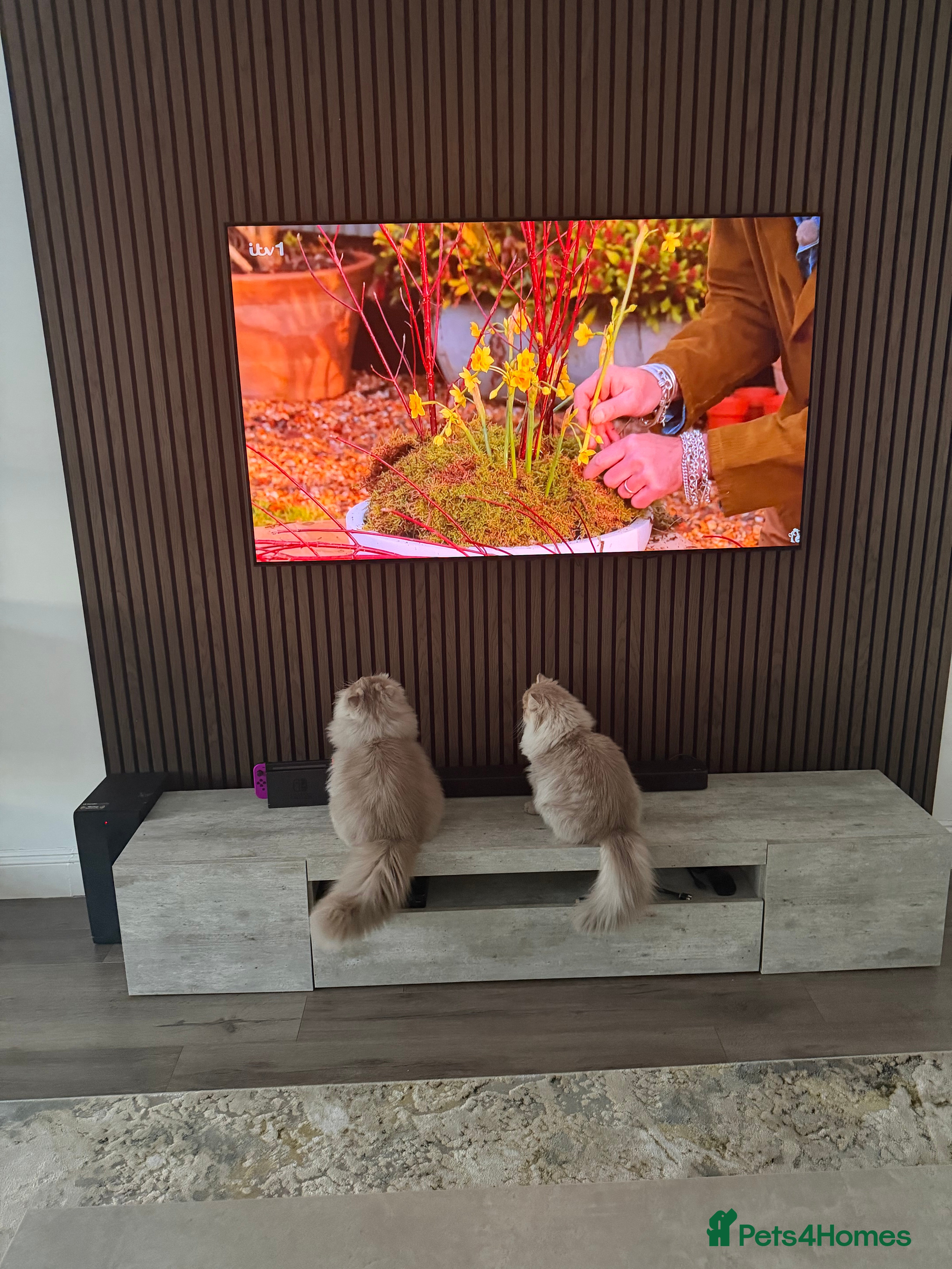 British Longhair cats 2 x British longhair brothers for sale together  - Advert 6