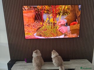 British Longhair cats 2 x British longhair brothers for sale together - Advert 5