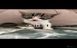 Mixed Breed cats for sale: 6 kittens not ready till 14th August  - Image 6