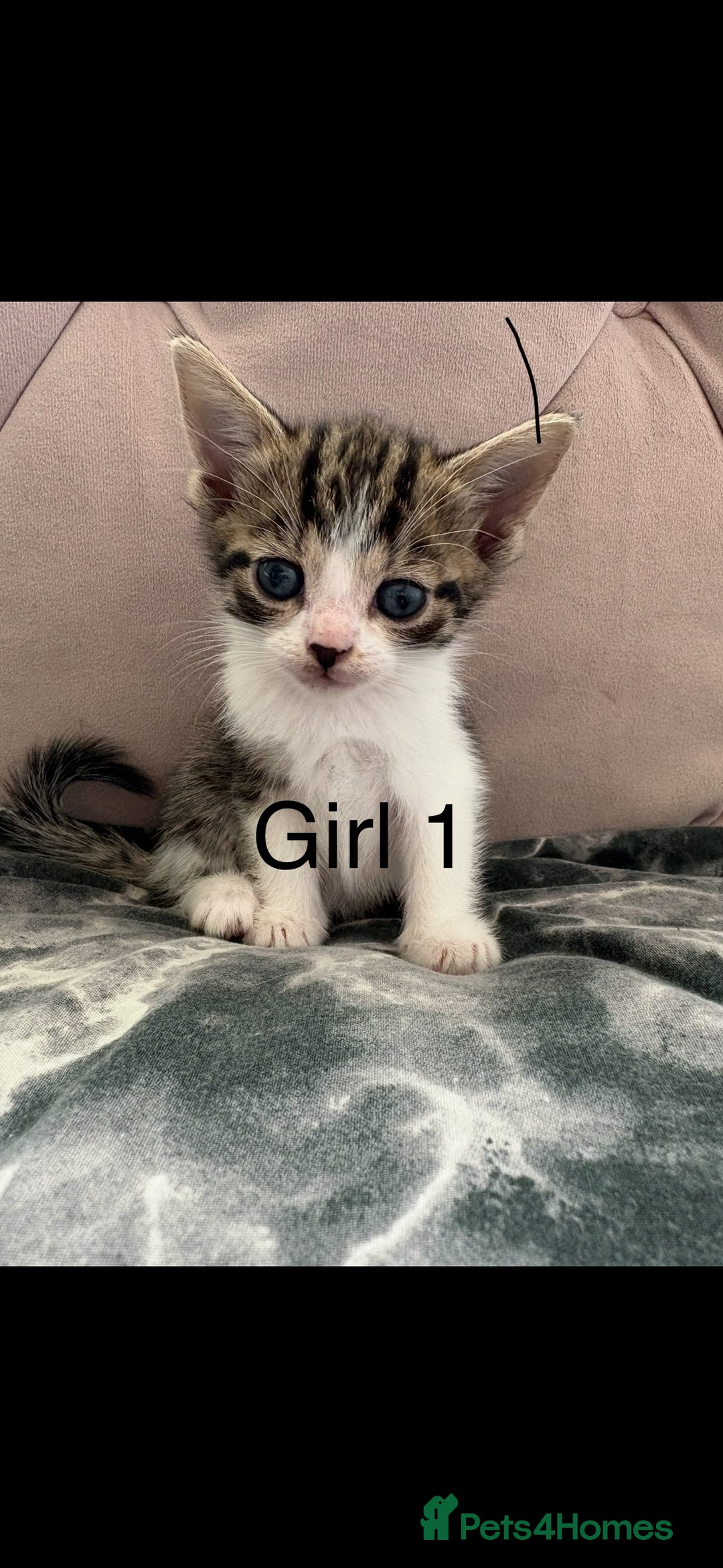 Mixed Breed cats for sale: 6 kittens not ready till 14th August  - Image 6
